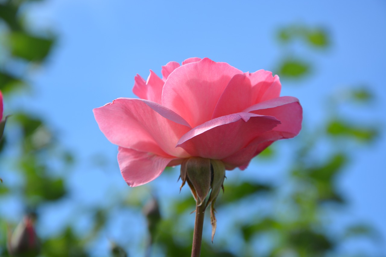 pink rosebush petals free photo