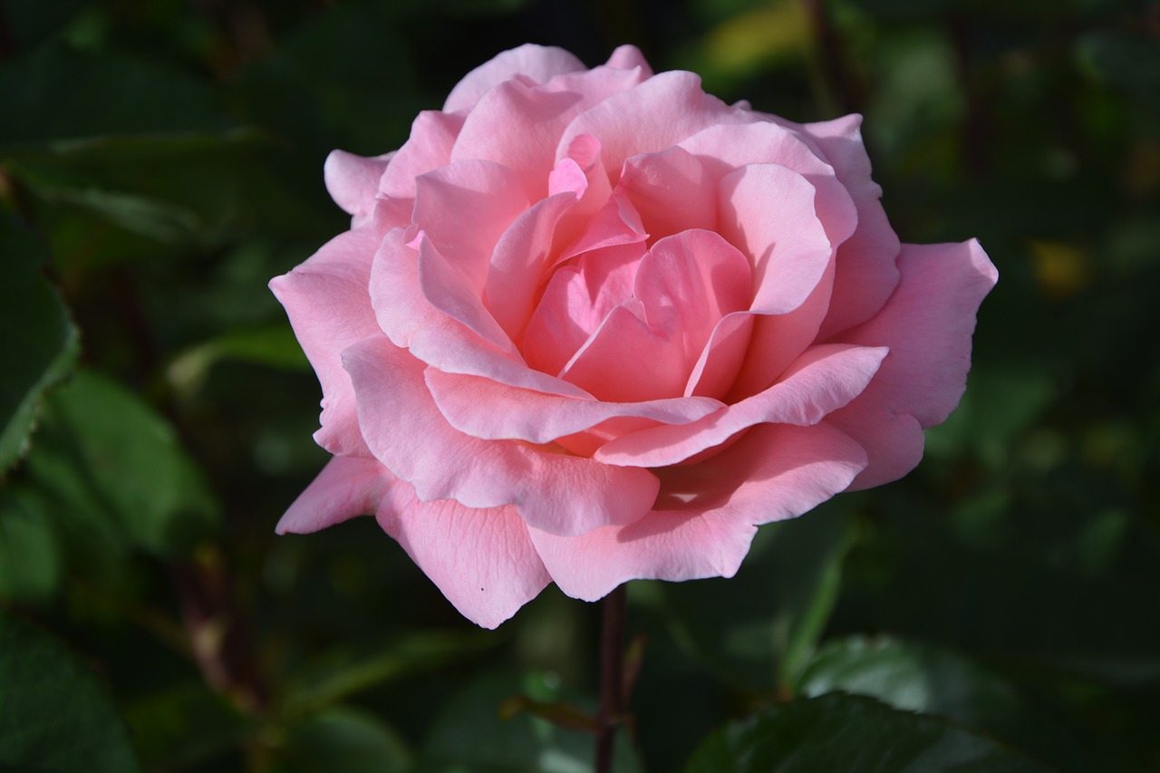 pink rosebush petals free photo