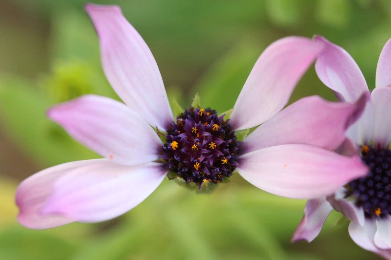 pink purple flower free photo