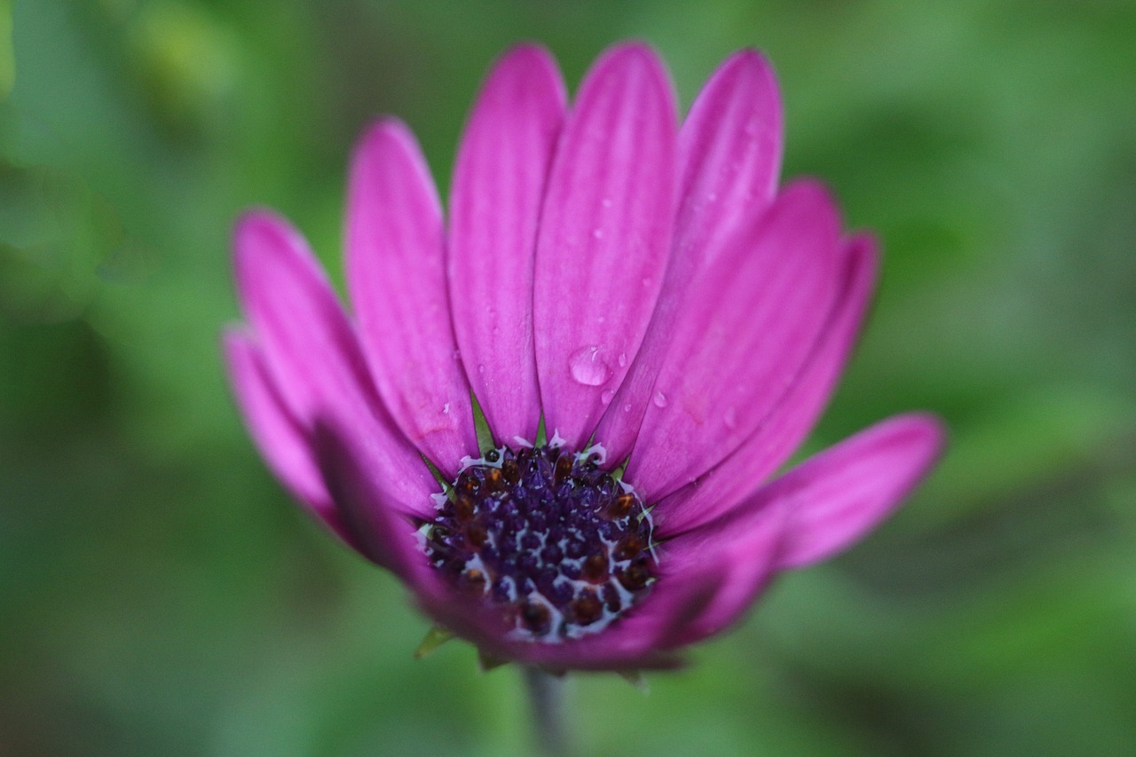 pink purple flower free photo