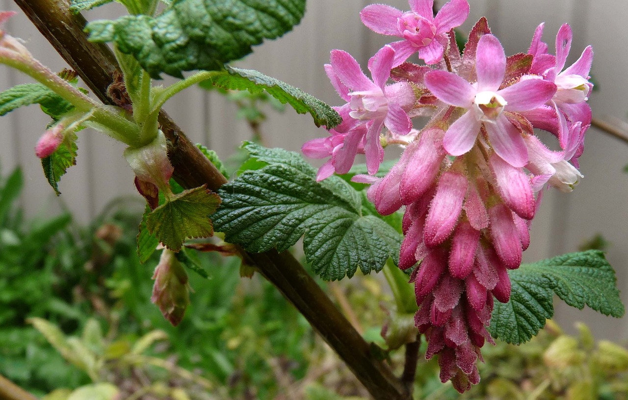 pink flowering currant free photo