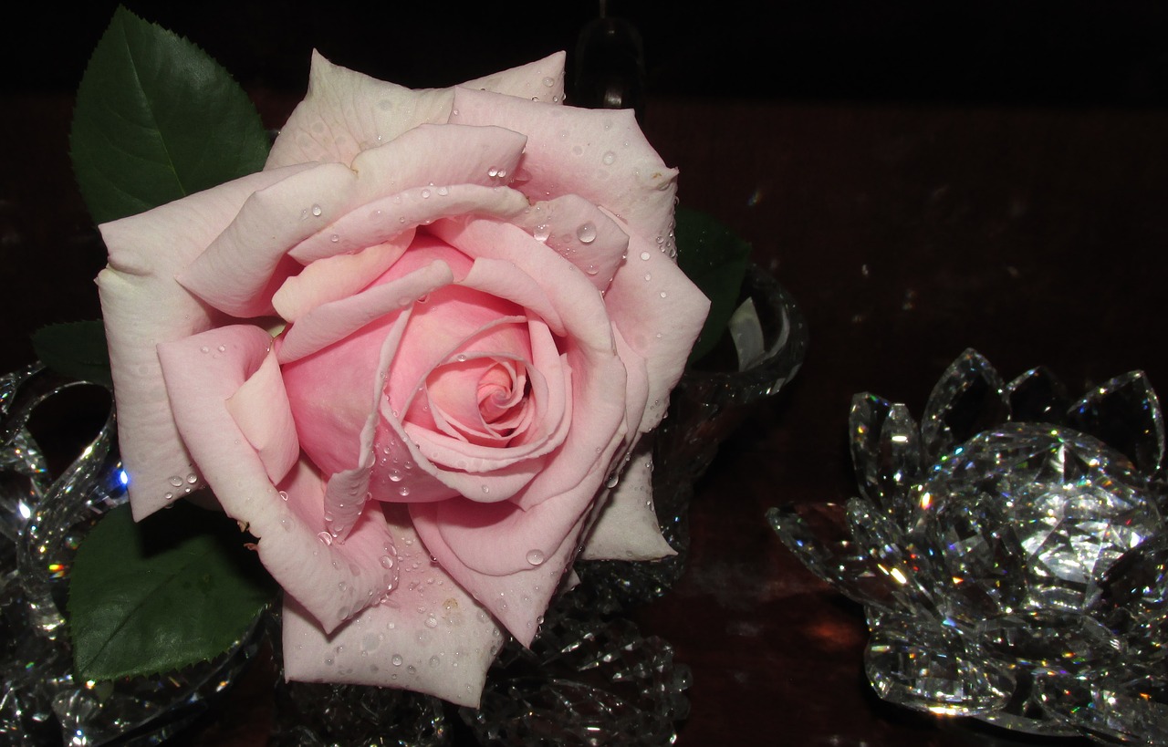 pink rose in free photo