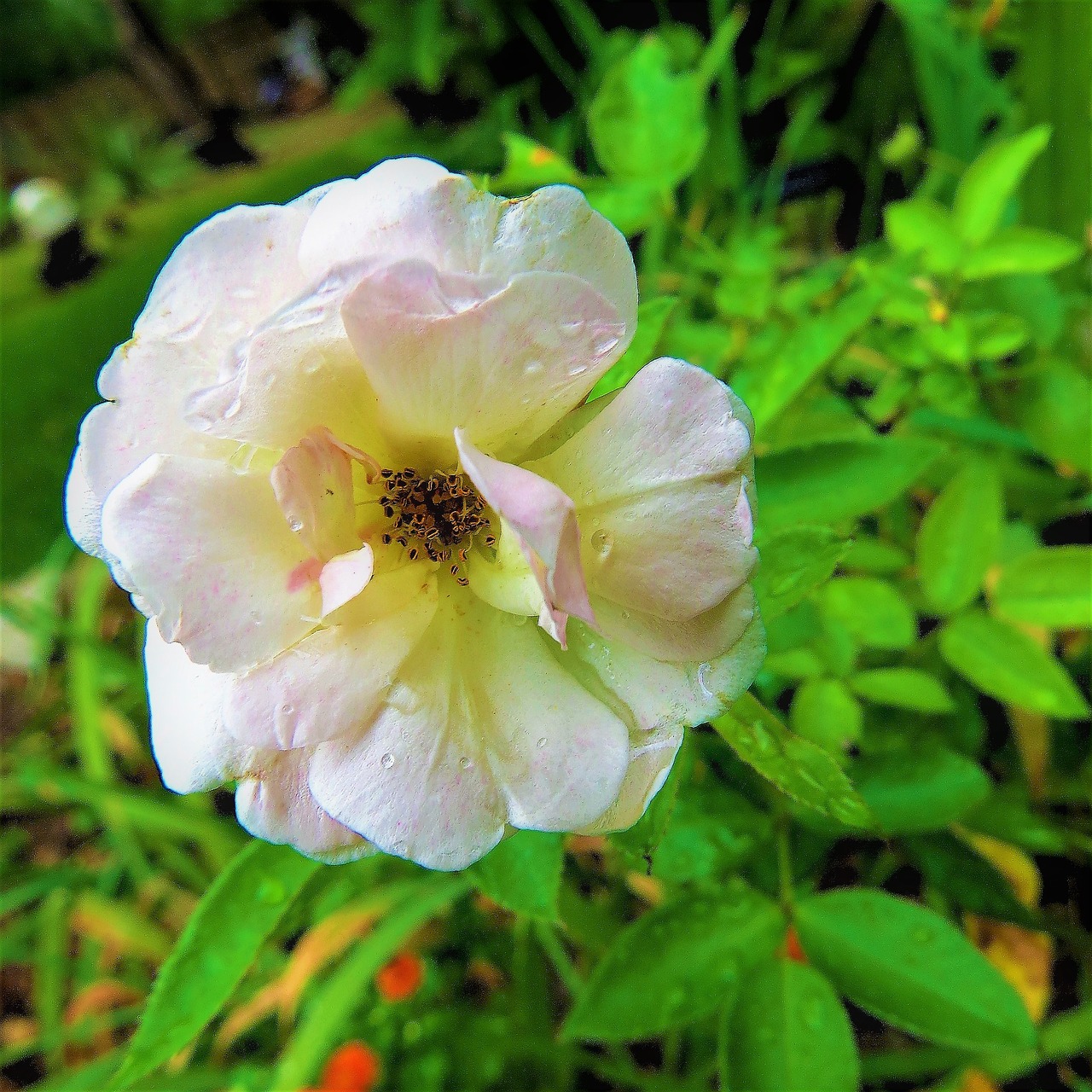 pink white rose free photo