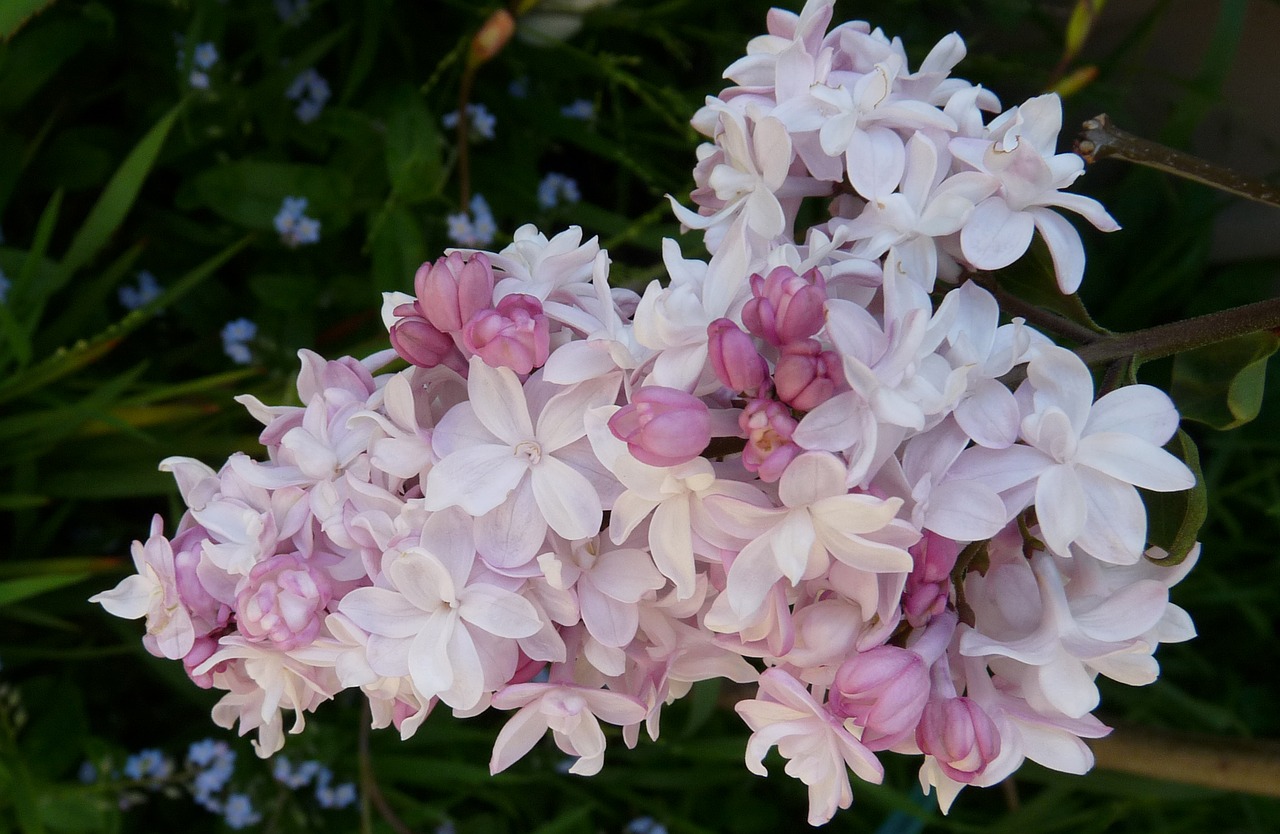 pink double lilac free photo