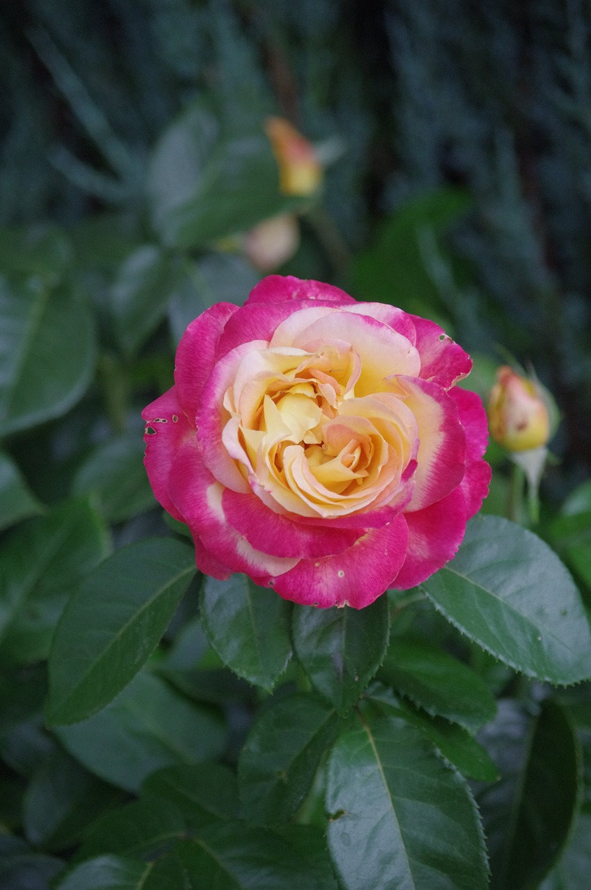 pink flowers summer free photo