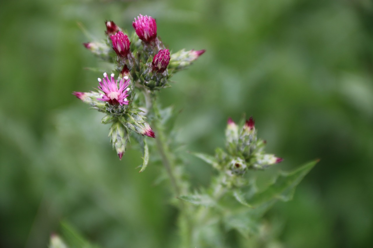 pink purple flower free photo