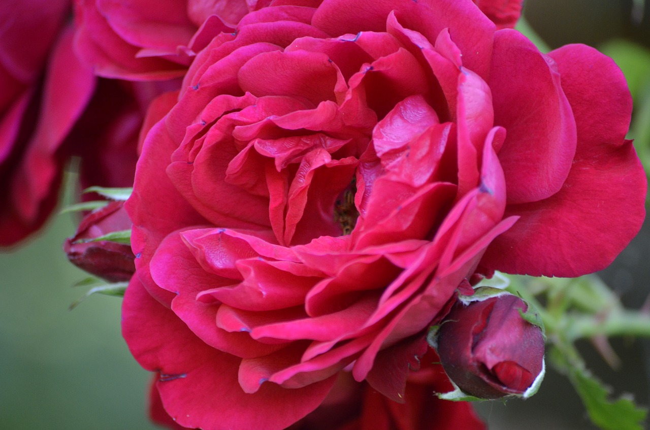 pink rose red rose free photo