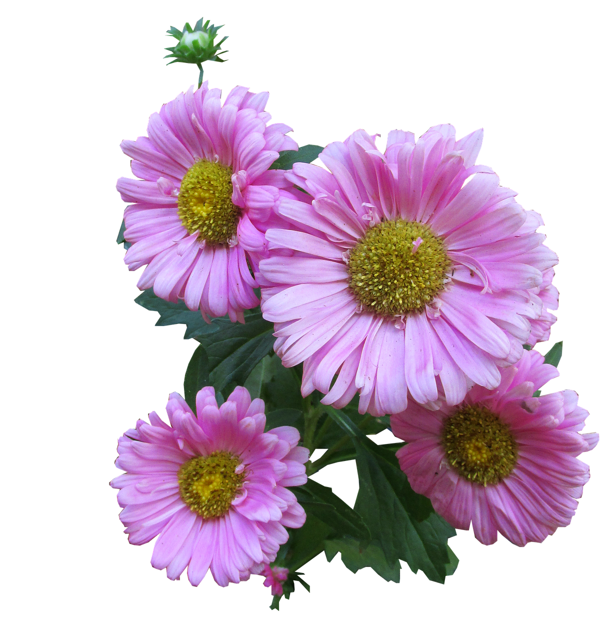 pink daisy cut free photo