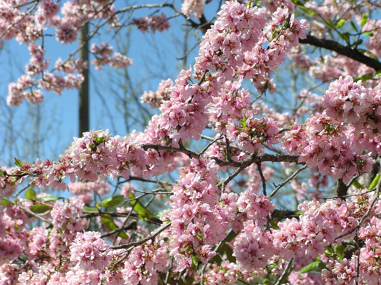 pink blossom tree free photo