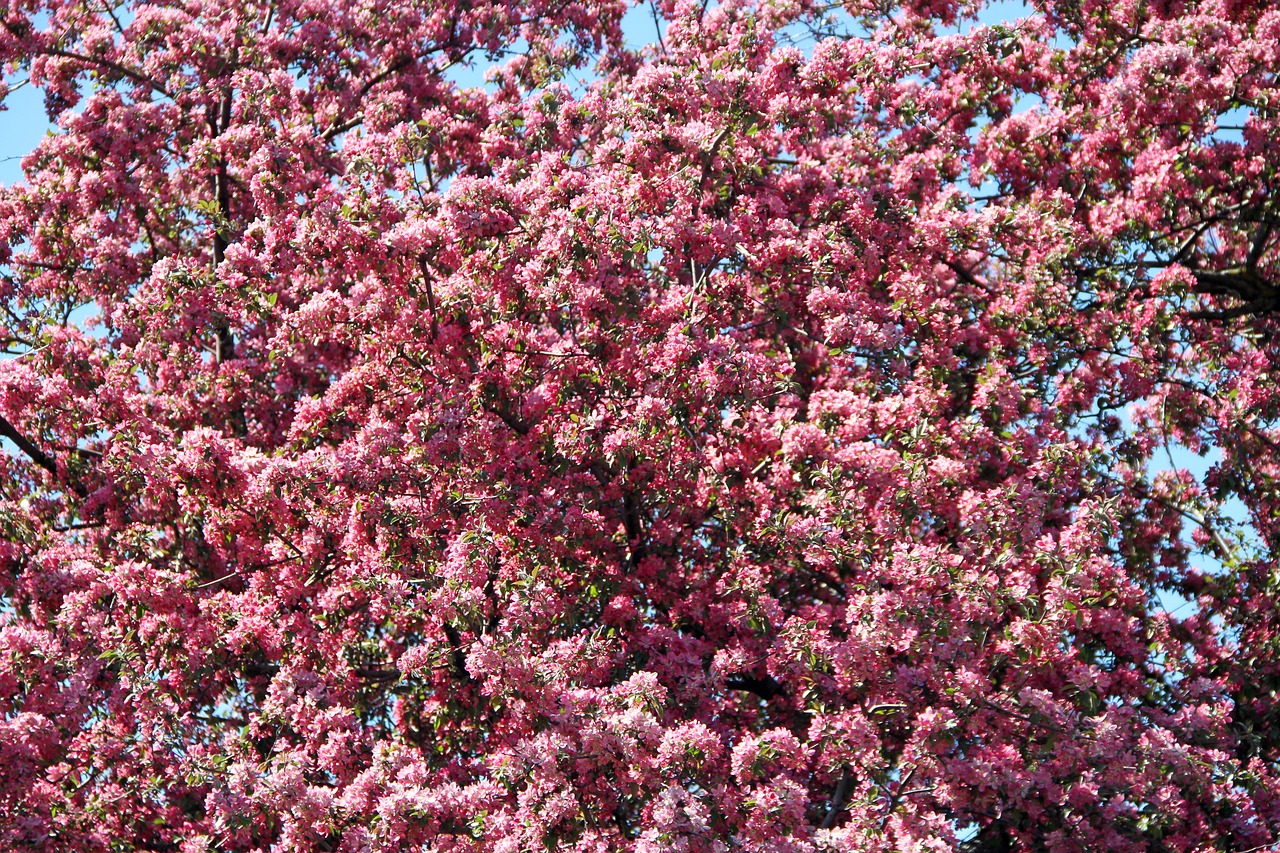 pink blossom spring free photo