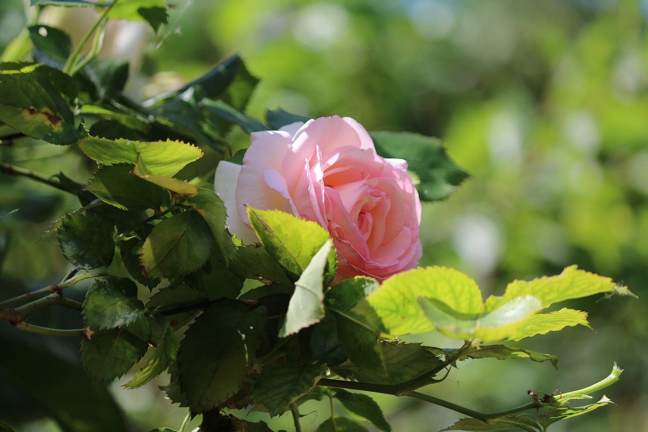 pink flower pink flowers free photo