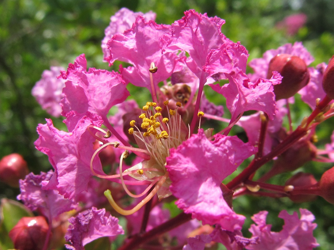 pink flowers nature free photo