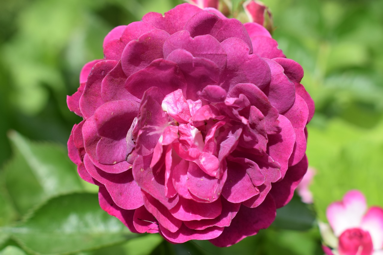 pink pink flowers plant free photo