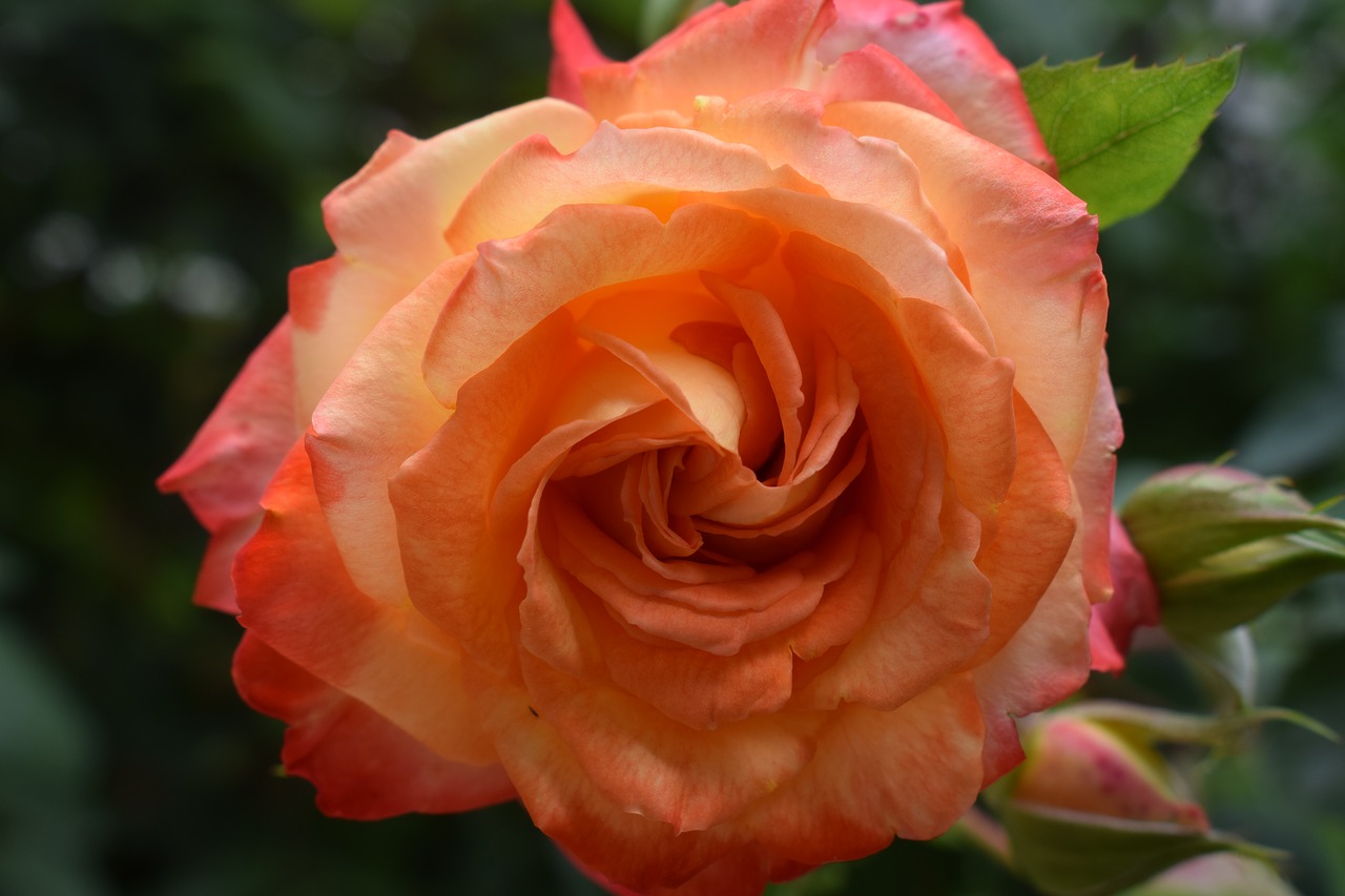 pink flower plant free photo