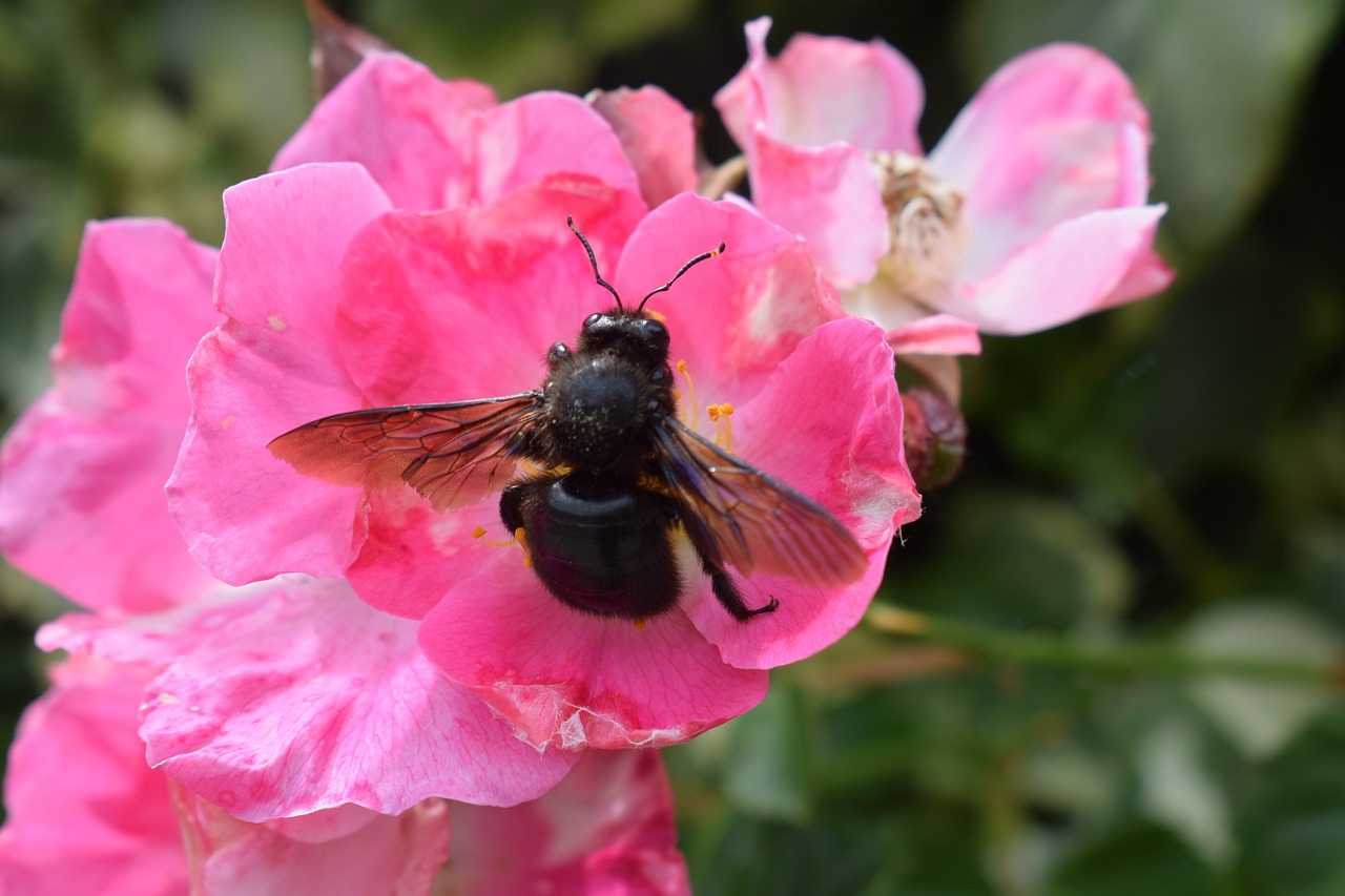 pink flower carpenter bee free photo
