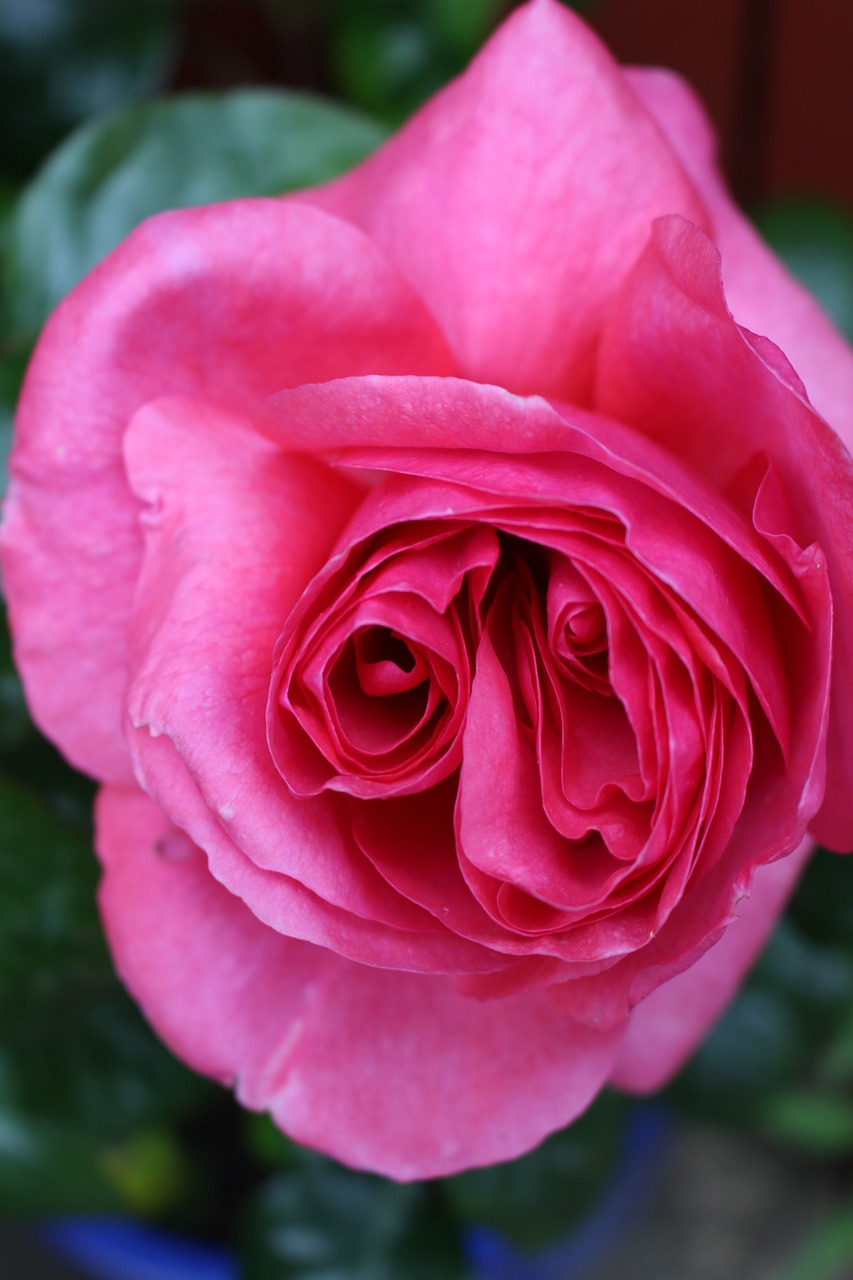 pink rose garden free photo