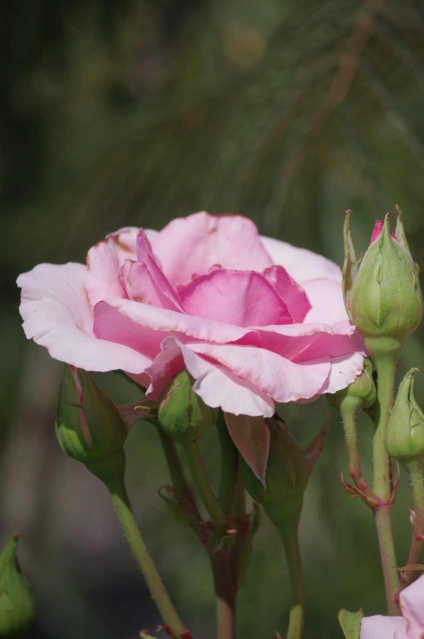 pink flower summer flowers free photo