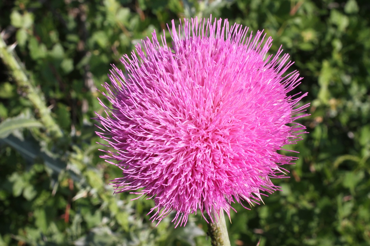 pink flower colorado free photo