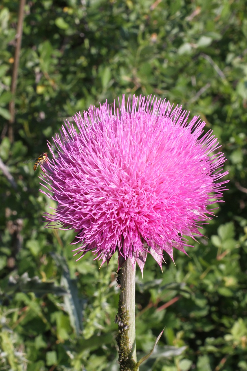 pink flower colorado free photo