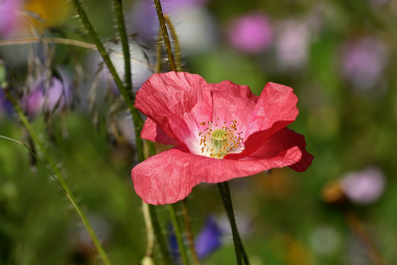 pink poppy blossom free photo