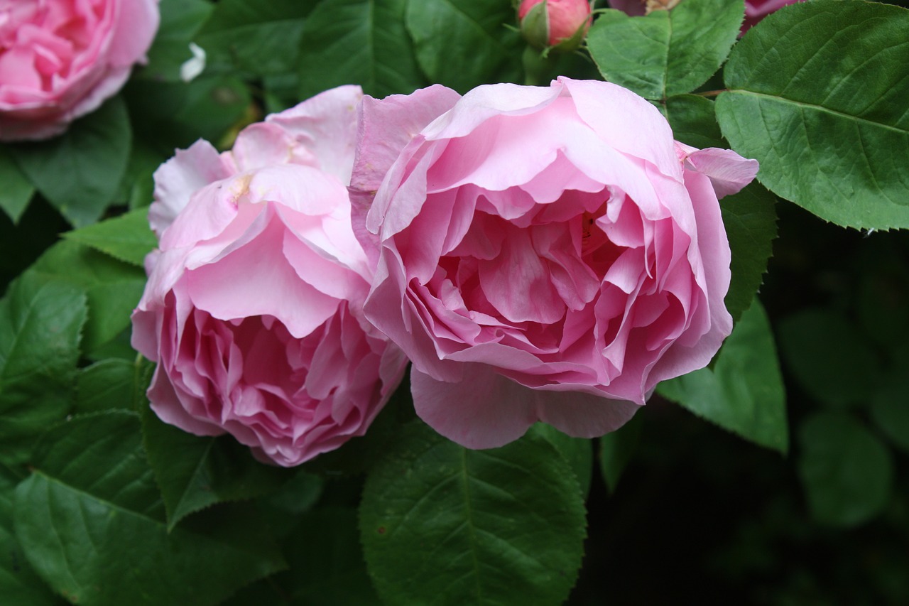 pink flower blossom free photo