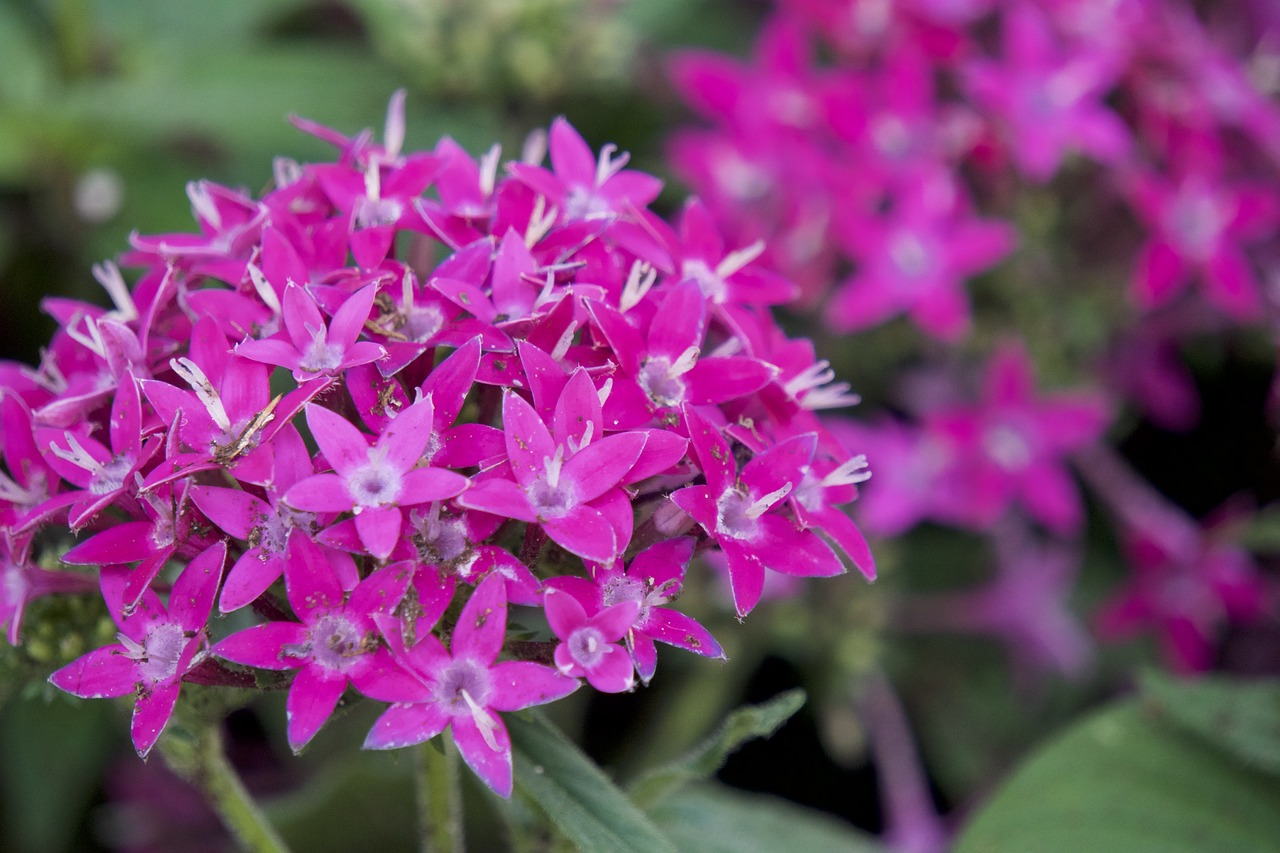 pink flower nature free photo