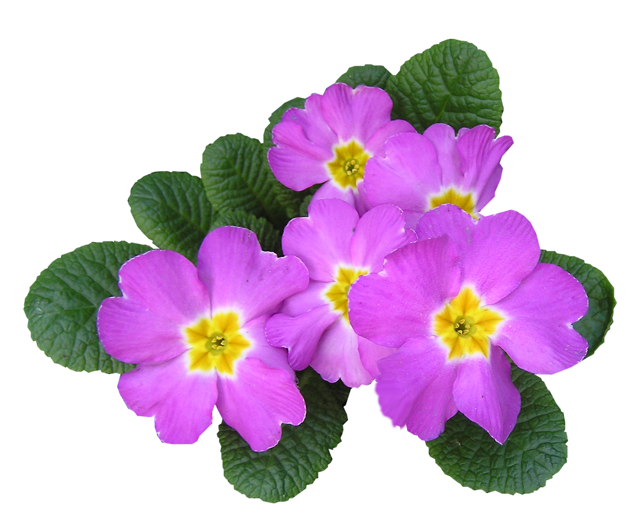 pink primrose cut out free photo