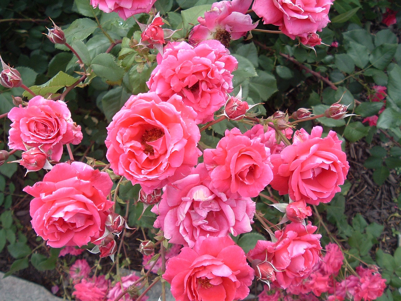 pink roses bush free photo