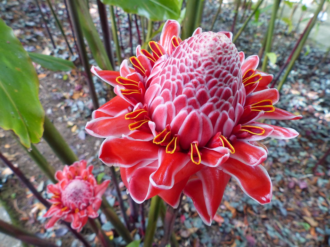 pink porcelain flora free photo