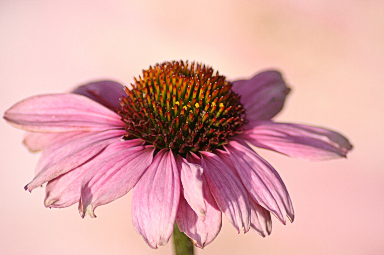 pink flower daisy free photo