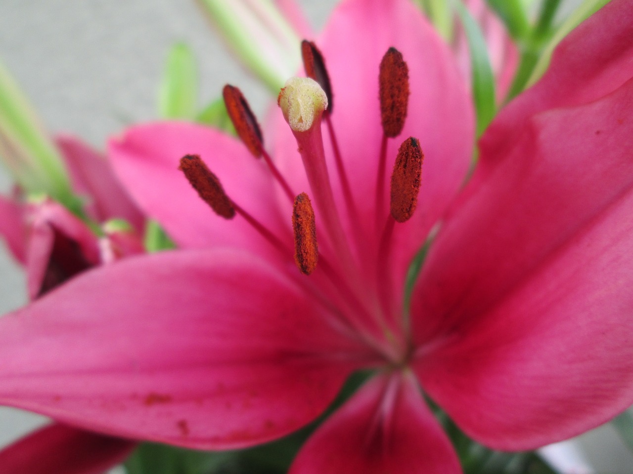 pink purple flower free photo