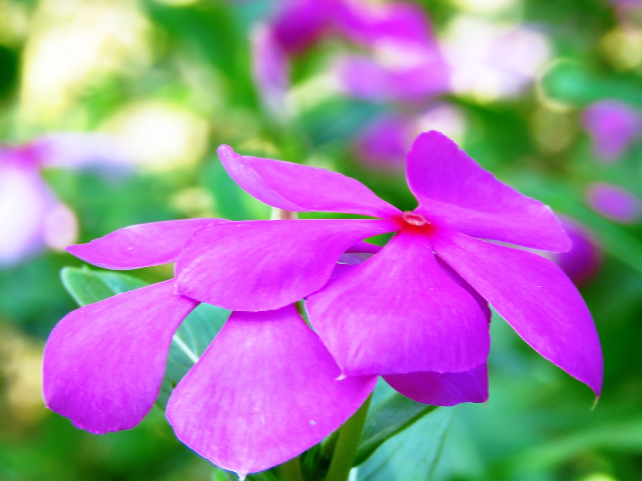 pink flower fresh free photo