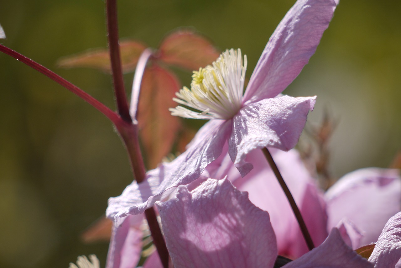 pink flower garden free photo