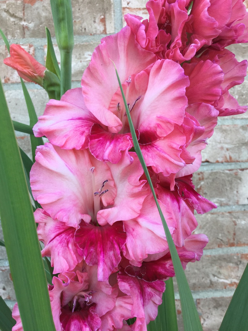 pink gladioli garden free photo