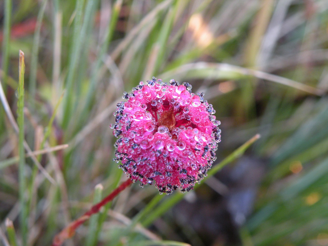 pink flower water free photo