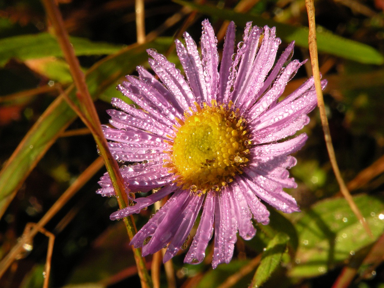 pink flower water free photo