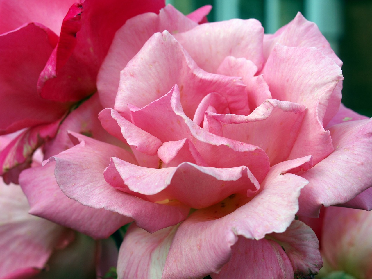 pink rose flower free photo