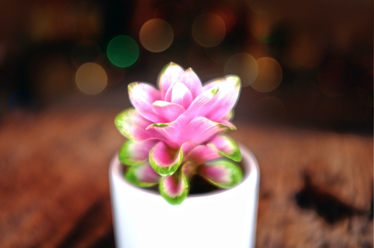 pink flower vase free photo