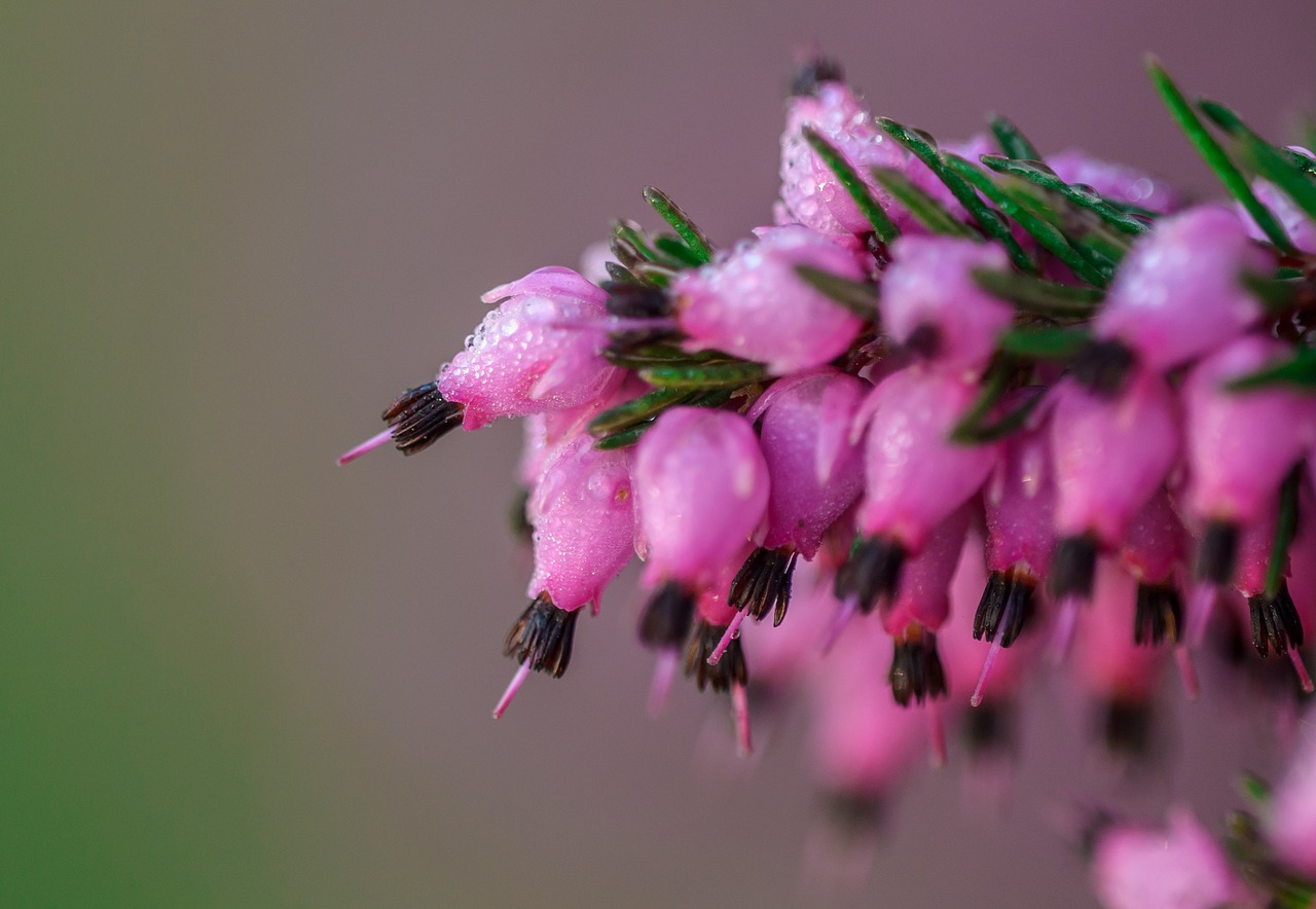 pink petal bloom free photo