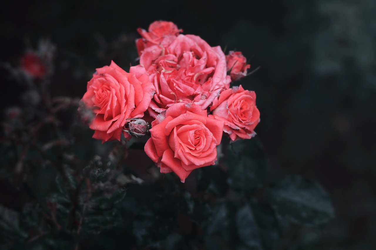 pink roses garden free photo