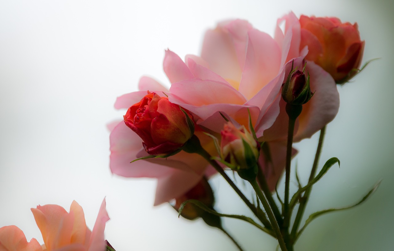 pink petal floral free photo