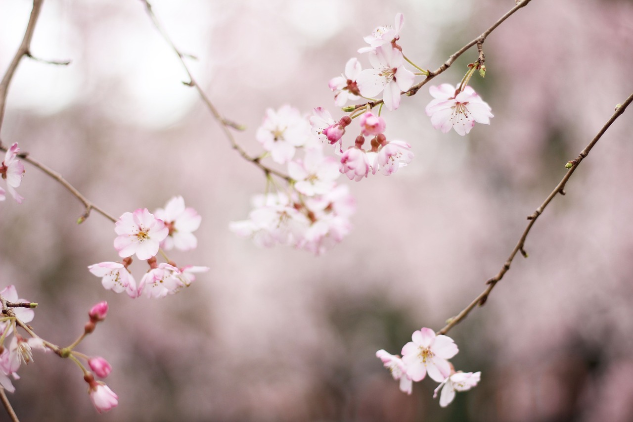 pink flower bloom free photo