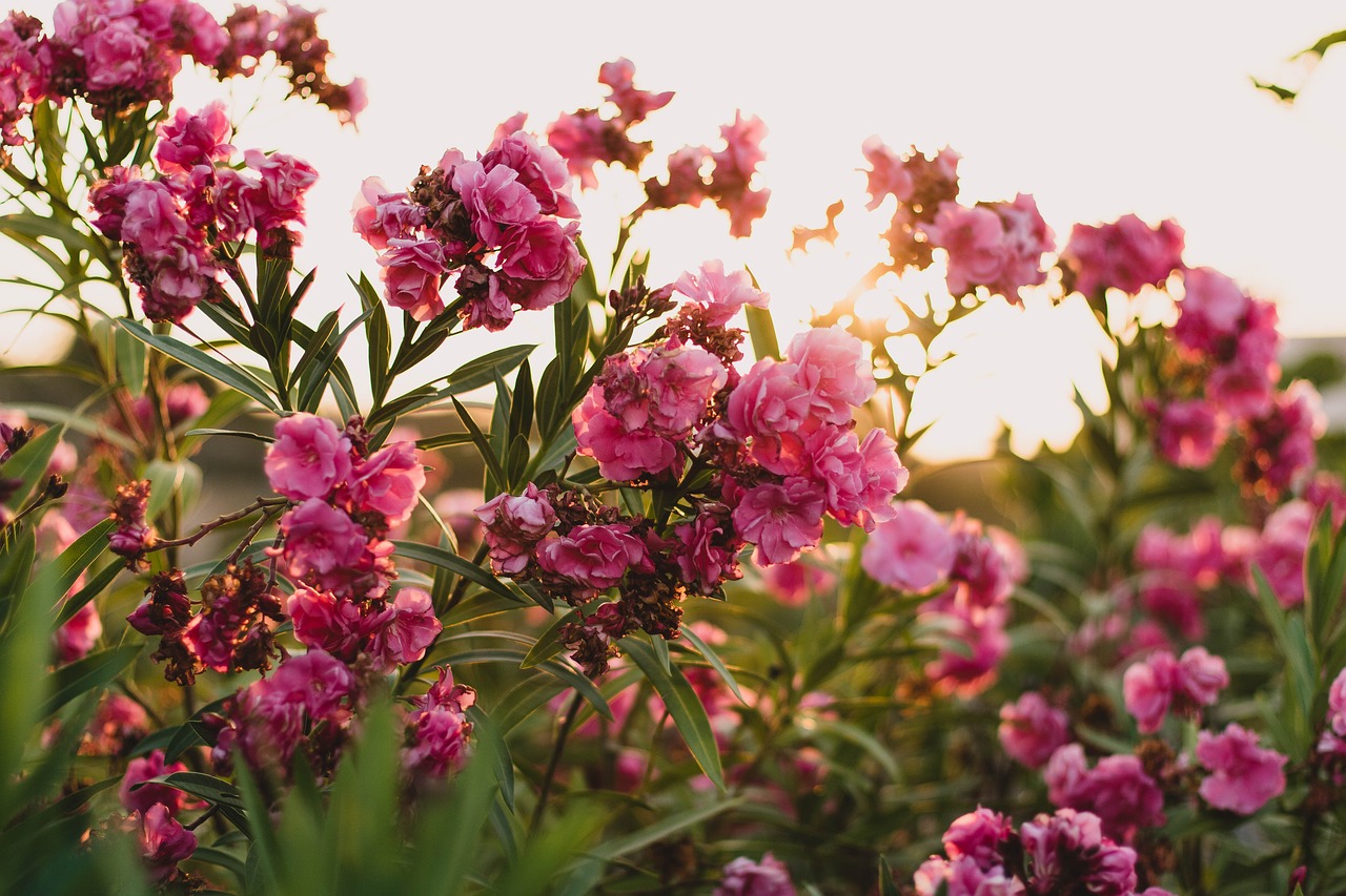 pink flower petals free photo