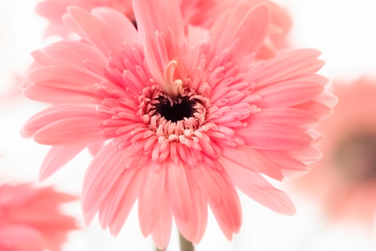 pink petal bloom free photo