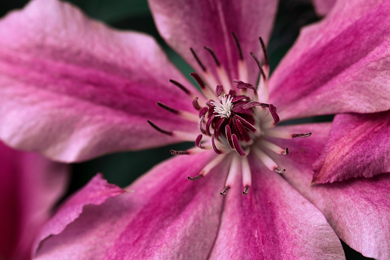 pink petals bloom free photo