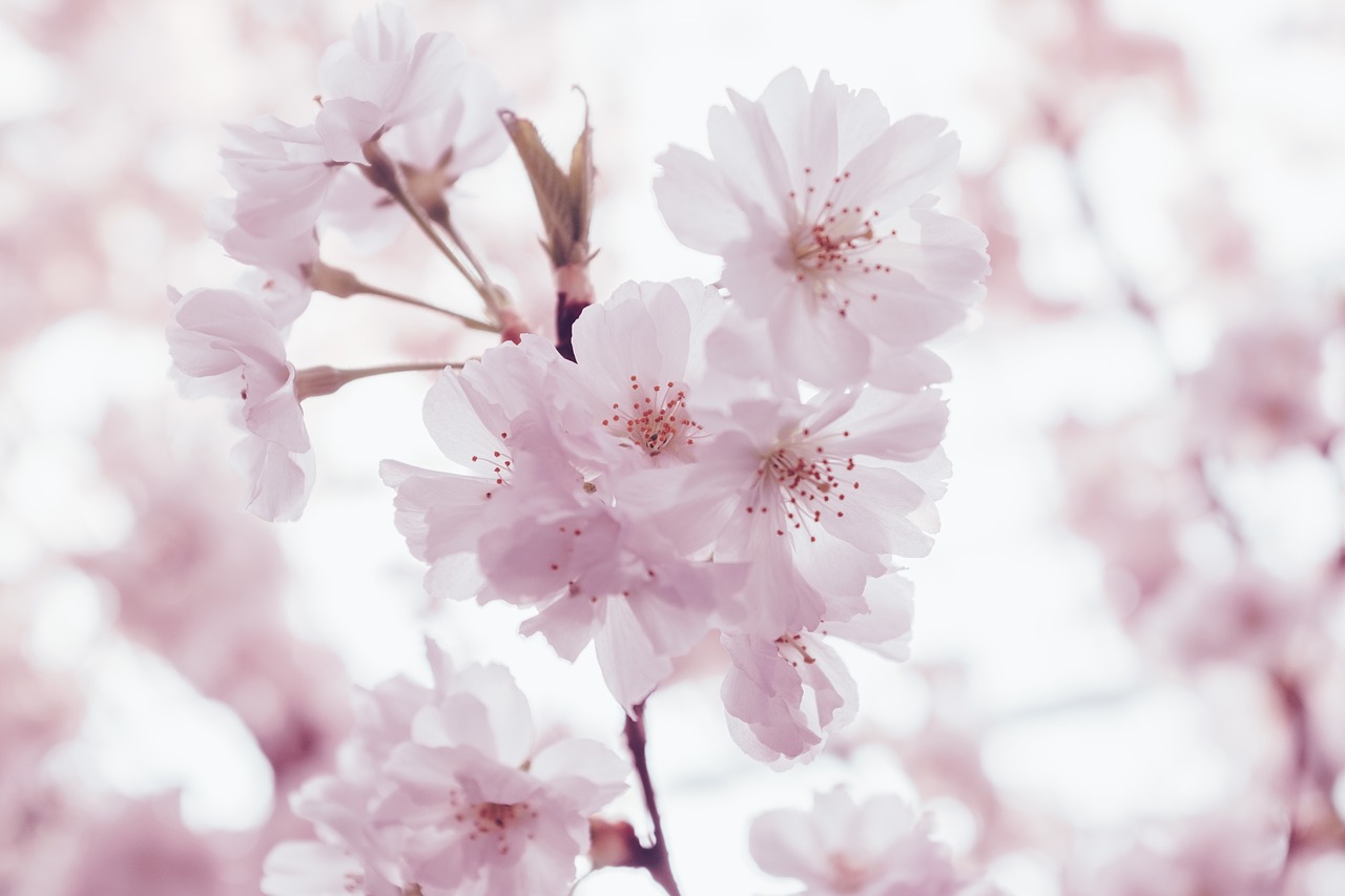 pink blossoms bloom free photo