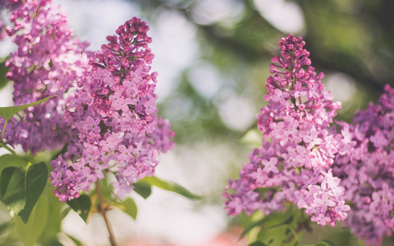 pink flower bloom free photo