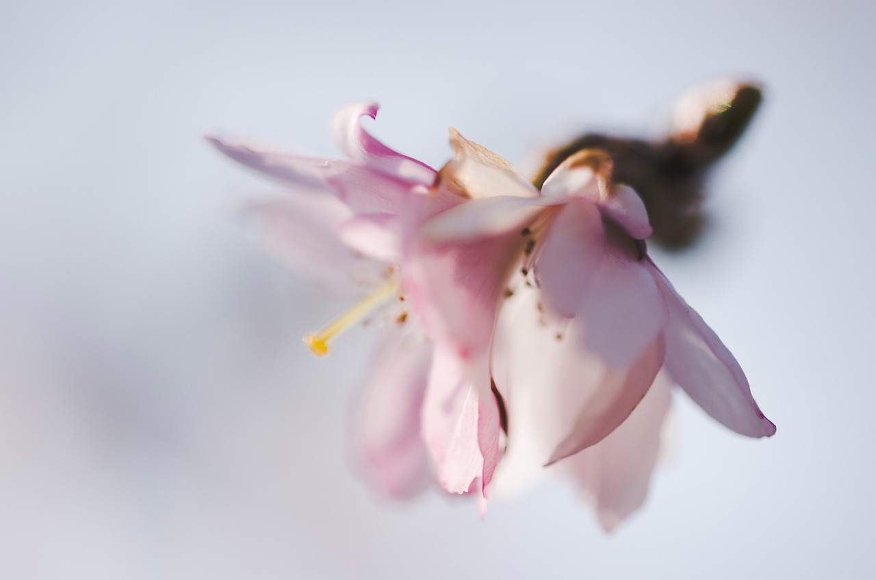 pink flower bloom free photo