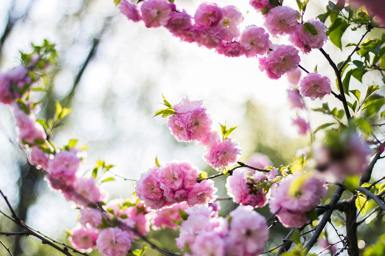 pink blossoms bloom free photo