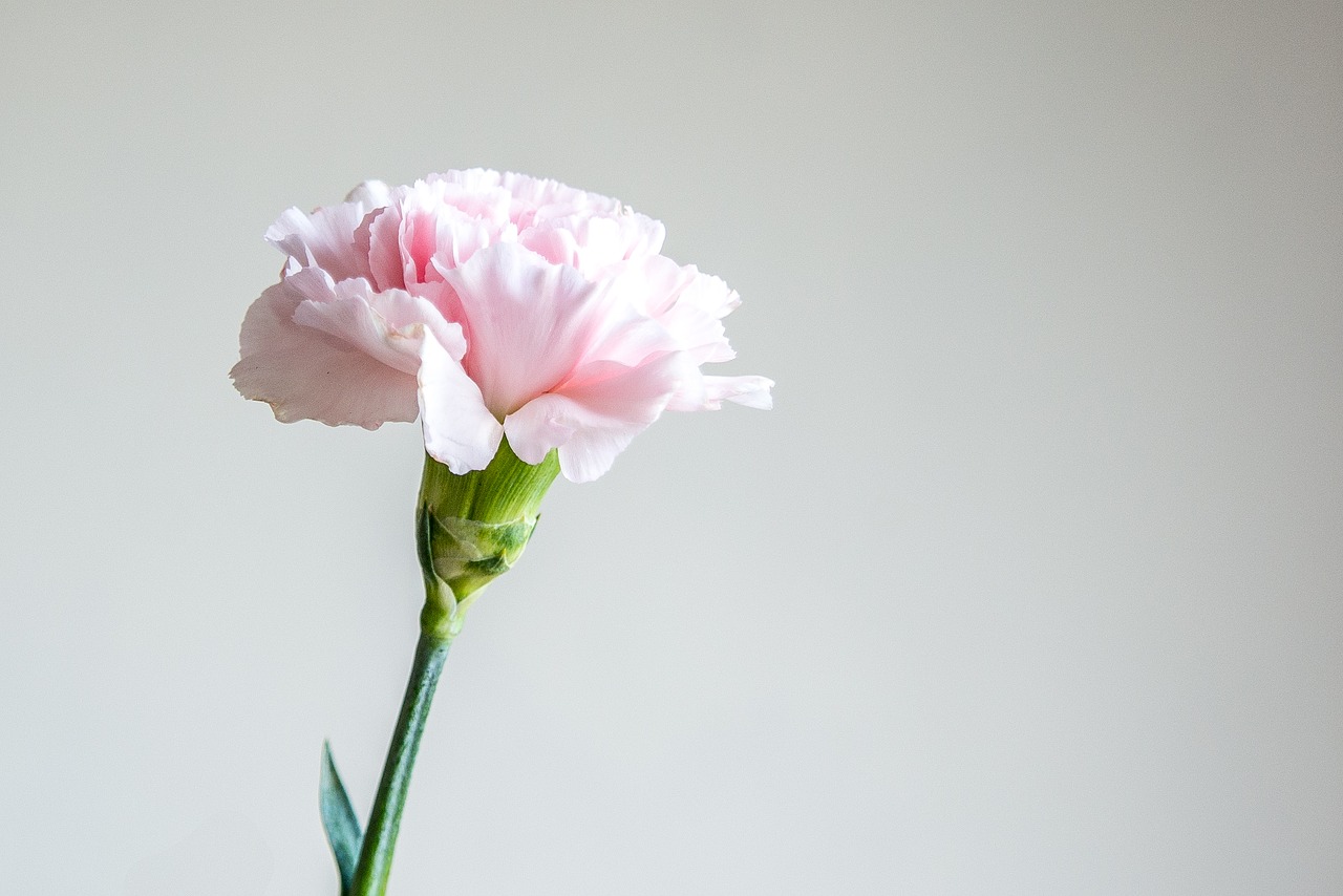 pink flowers bloom free photo